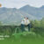 Kintamani Jeep Adventure(1)